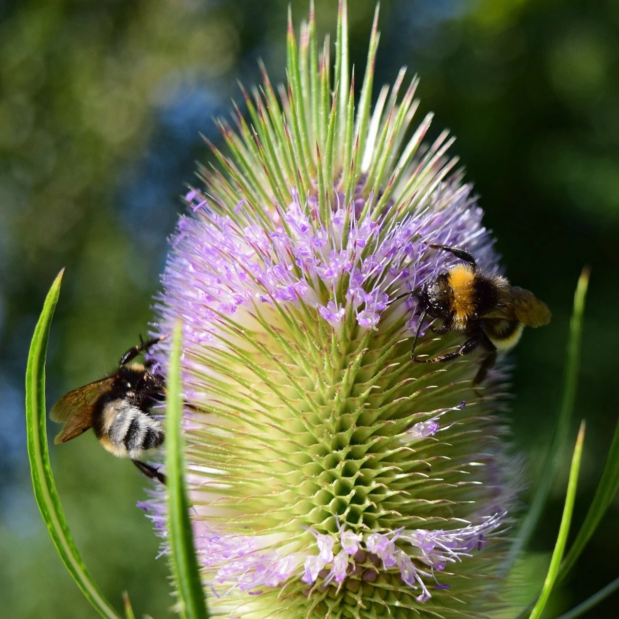FuturePlanter Wilde Karde (Dipsacus Fullonum) Alle Pflanzen Im Shop 2 FuturePlanter Wilde Karde (Dipsacus Fullonum) Alle Pflanzen Im Shop