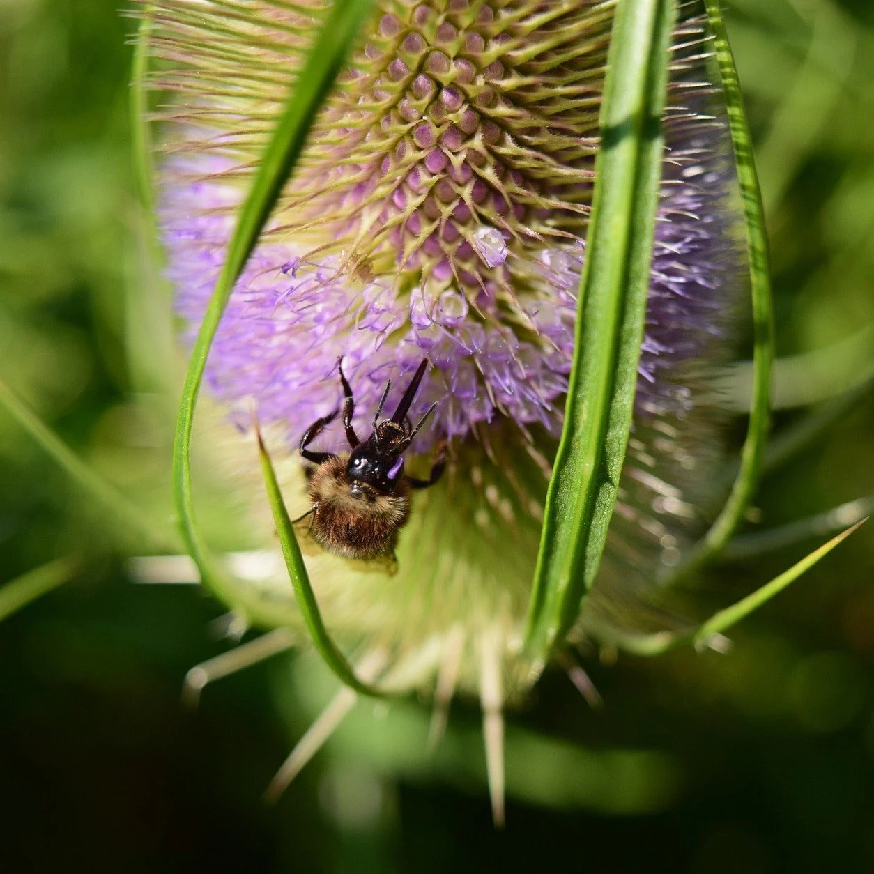 FuturePlanter Wilde Karde (Dipsacus Fullonum) Alle Pflanzen Im Shop 3 FuturePlanter Wilde Karde (Dipsacus Fullonum) Alle Pflanzen Im Shop