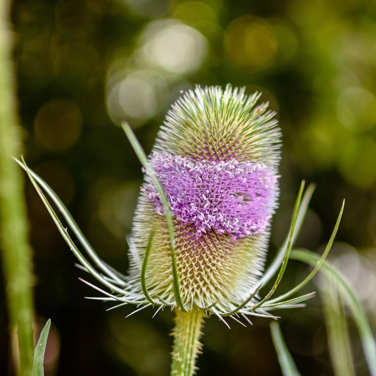 FuturePlanter Wilde Karde (Dipsacus Fullonum) Alle Pflanzen Im Shop 1 FuturePlanter Wilde Karde (Dipsacus Fullonum) Alle Pflanzen Im Shop