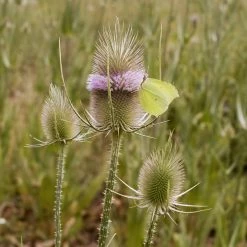 FuturePlanter Wilde Karde (Dipsacus Fullonum) Alle Pflanzen Im Shop 13 FuturePlanter Wilde Karde (Dipsacus Fullonum) Alle Pflanzen Im Shop