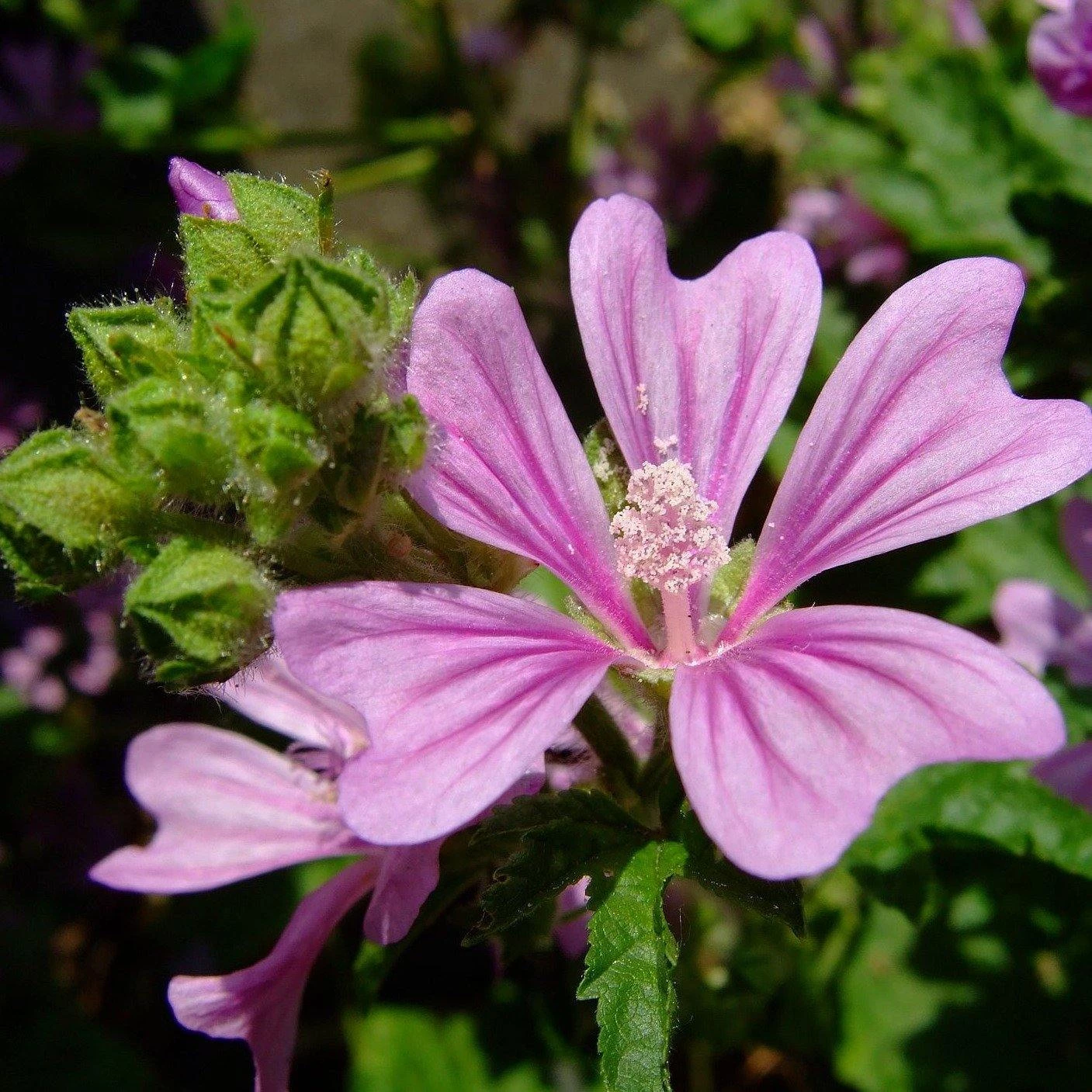 FuturePlanter Alle Pflanzen Im Shop Wilde Malve (Malva Sylvestris) 2 FuturePlanter Alle Pflanzen Im Shop Wilde Malve (Malva Sylvestris)