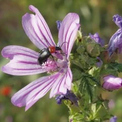 FuturePlanter Alle Pflanzen Im Shop Wilde Malve (Malva Sylvestris)