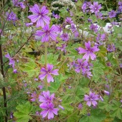 FuturePlanter Alle Pflanzen Im Shop Wilde Malve (Malva Sylvestris) 14 FuturePlanter Alle Pflanzen Im Shop Wilde Malve (Malva Sylvestris)