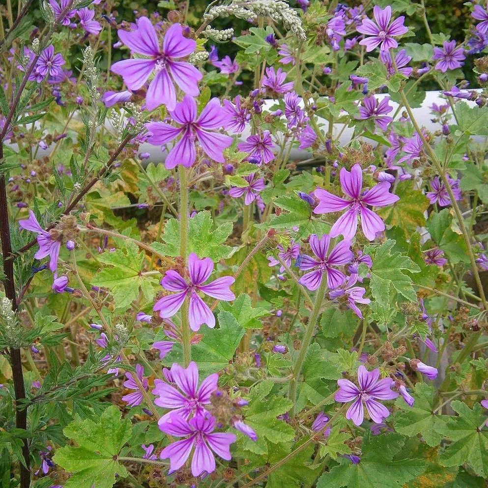 FuturePlanter Alle Pflanzen Im Shop Wilde Malve (Malva Sylvestris) 7 FuturePlanter Alle Pflanzen Im Shop Wilde Malve (Malva Sylvestris)