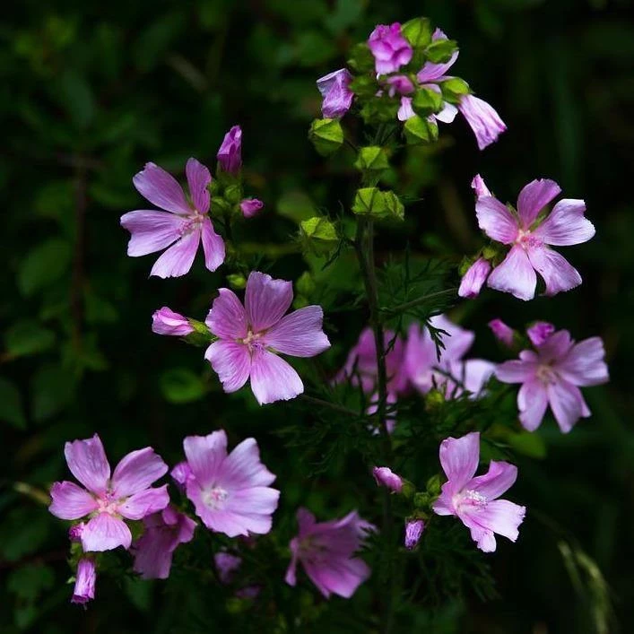 FuturePlanter Alle Pflanzen Im Shop Wilde Malve (Malva Sylvestris) 6 FuturePlanter Alle Pflanzen Im Shop Wilde Malve (Malva Sylvestris)