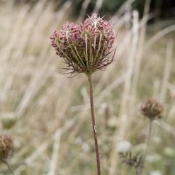 FuturePlanter Wilde Möhre (Daucus Carota) Alle Pflanzen Im Shop 14 FuturePlanter Wilde Möhre (Daucus Carota) Alle Pflanzen Im Shop