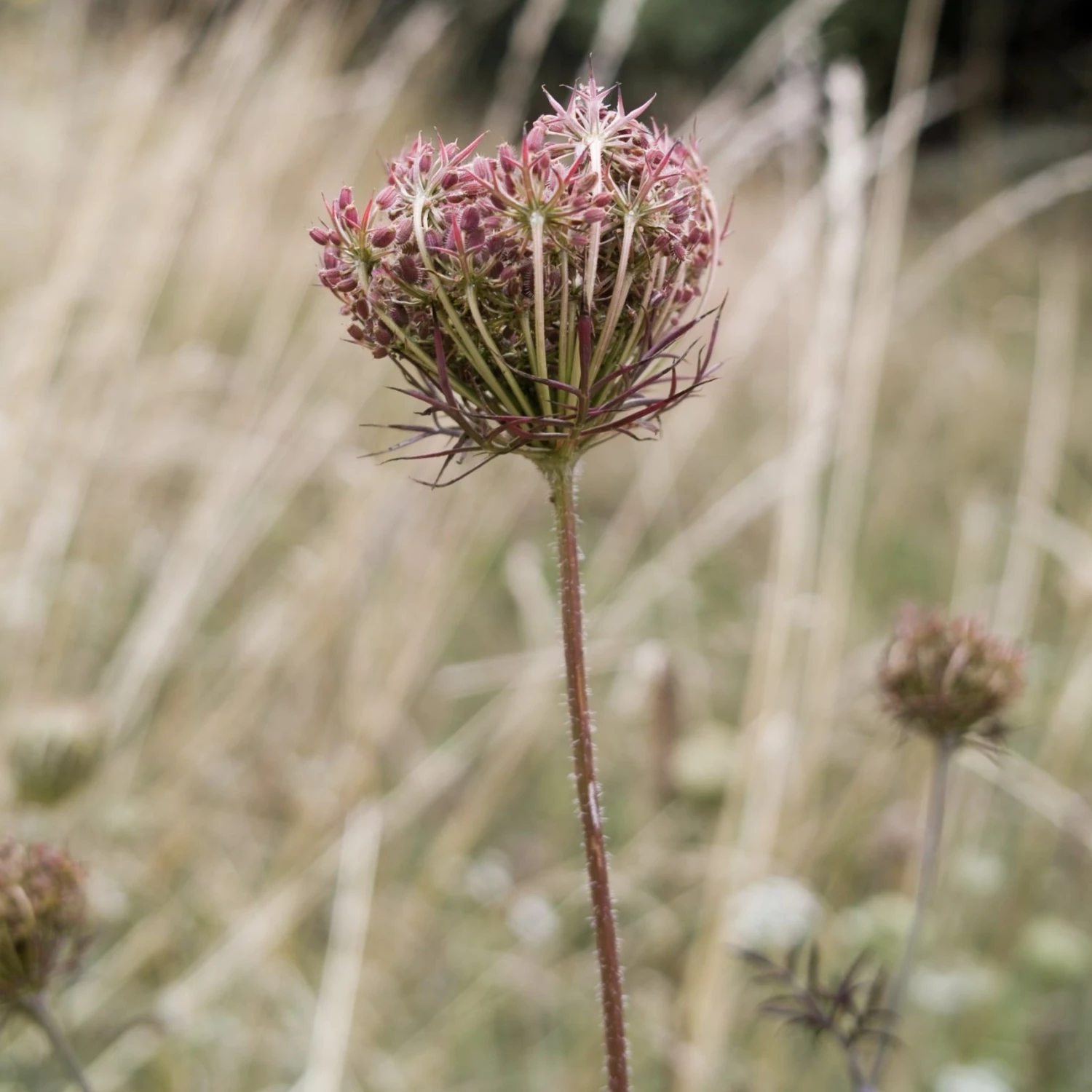 FuturePlanter Wilde Möhre (Daucus Carota) Alle Pflanzen Im Shop 7 FuturePlanter Wilde Möhre (Daucus Carota) Alle Pflanzen Im Shop