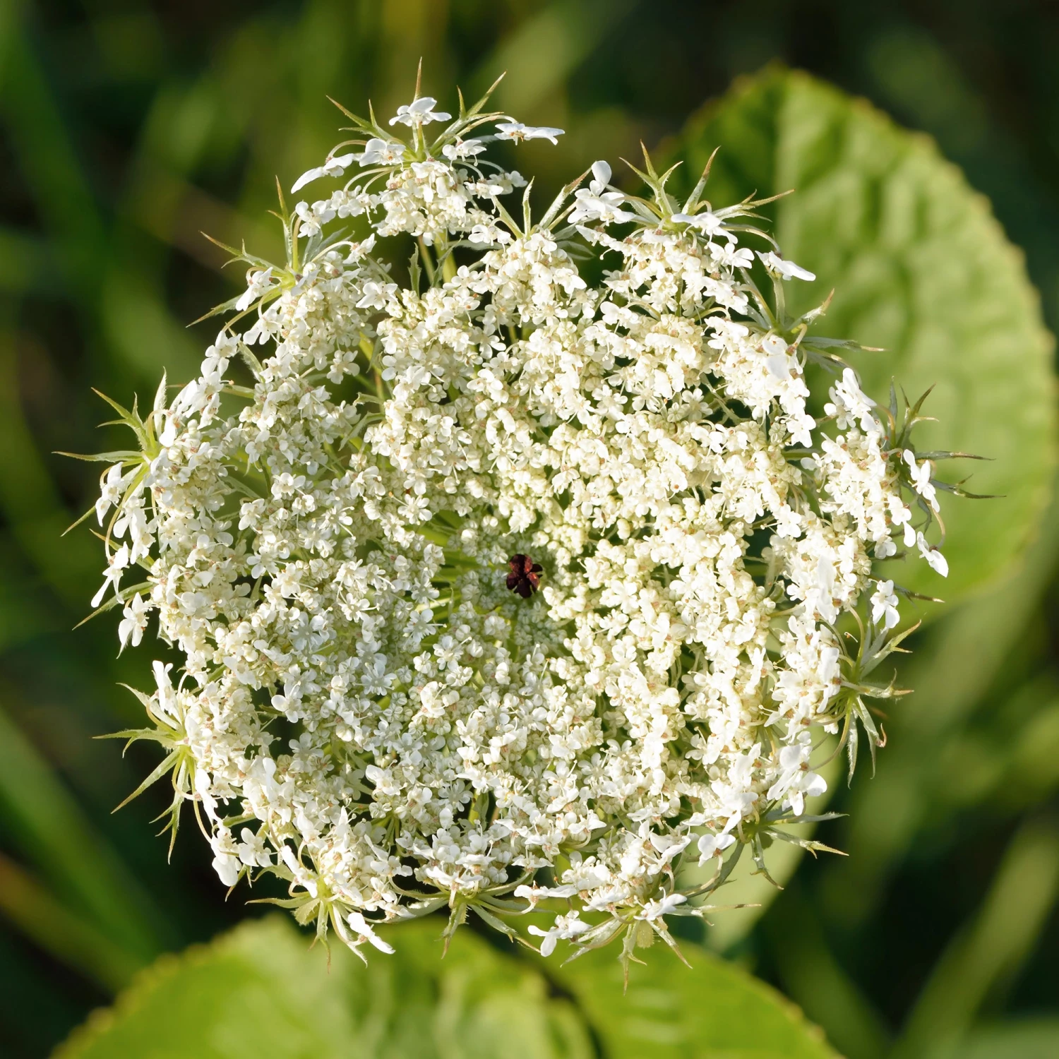 FuturePlanter Wilde Möhre (Daucus Carota) Alle Pflanzen Im Shop 4 FuturePlanter Wilde Möhre (Daucus Carota) Alle Pflanzen Im Shop
