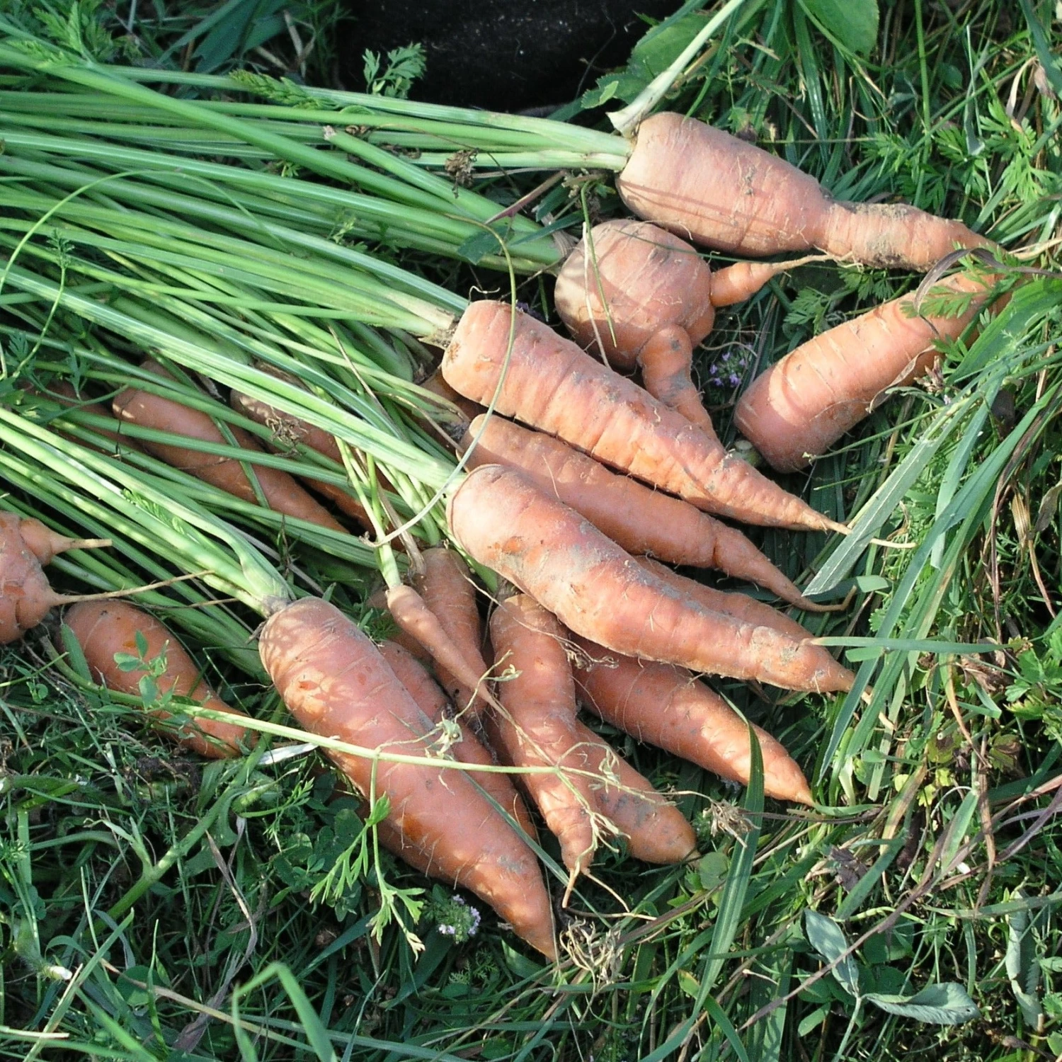 FuturePlanter Wilde Möhre (Daucus Carota) Alle Pflanzen Im Shop 8 FuturePlanter Wilde Möhre (Daucus Carota) Alle Pflanzen Im Shop