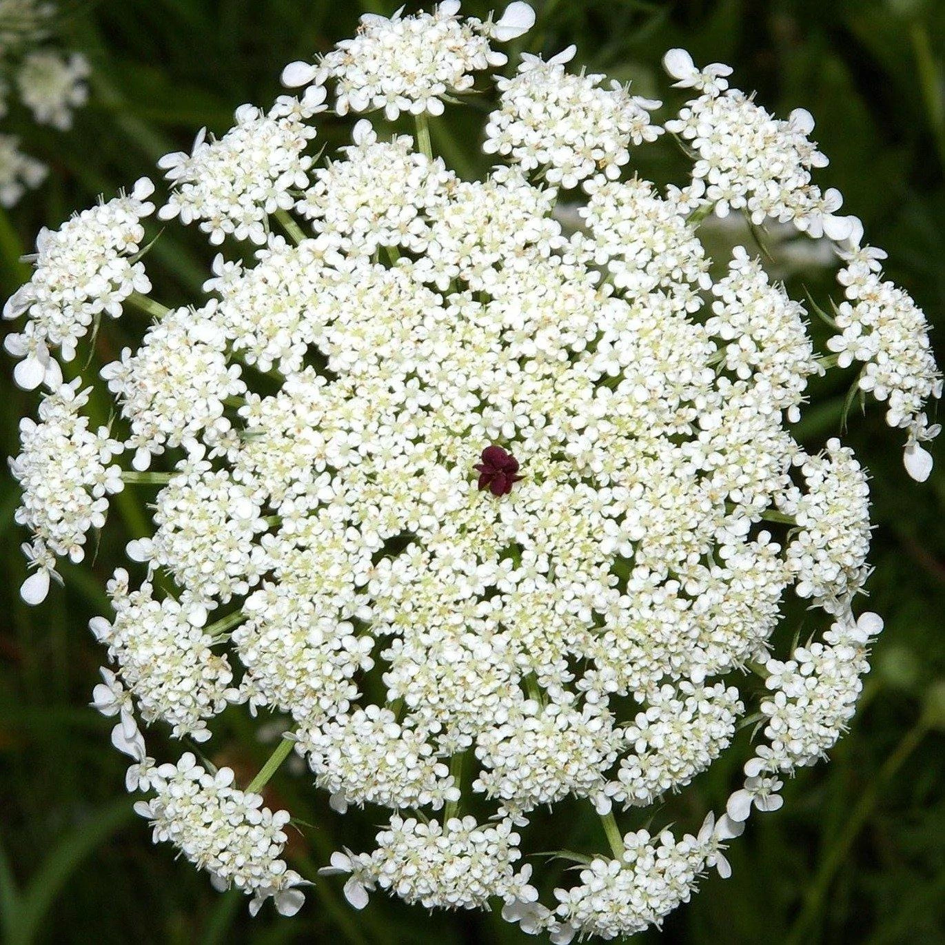 FuturePlanter Wilde Möhre (Daucus Carota) Alle Pflanzen Im Shop 2 FuturePlanter Wilde Möhre (Daucus Carota) Alle Pflanzen Im Shop