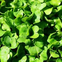 FuturePlanter Wilde Rauke (Diplotaxis Tenuifolia)