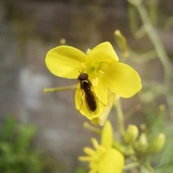 FuturePlanter Wilde Rauke (Diplotaxis Tenuifolia)