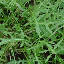 FuturePlanter Wilde Rauke (Diplotaxis Tenuifolia)