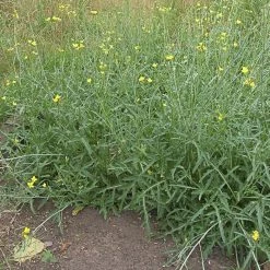 FuturePlanter Wilde Rauke (Diplotaxis Tenuifolia)
