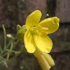 FuturePlanter Wilde Rauke (Diplotaxis Tenuifolia)