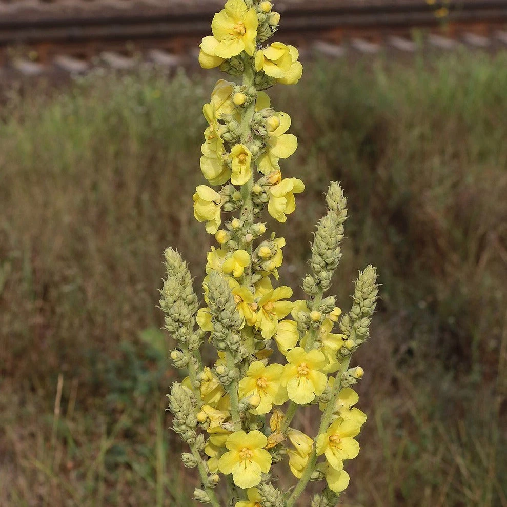 FuturePlanter Alle Pflanzen Im Shop Windblumen-Königskerze (Verbascum Phlomoides) 6 FuturePlanter Alle Pflanzen Im Shop Windblumen-Königskerze (Verbascum Phlomoides)