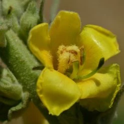 FuturePlanter Alle Pflanzen Im Shop Windblumen-Königskerze (Verbascum Phlomoides) 15 FuturePlanter Alle Pflanzen Im Shop Windblumen-Königskerze (Verbascum Phlomoides)