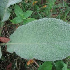 FuturePlanter Alle Pflanzen Im Shop Windblumen-Königskerze (Verbascum Phlomoides) 14 FuturePlanter Alle Pflanzen Im Shop Windblumen-Königskerze (Verbascum Phlomoides)