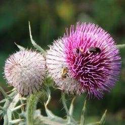 FuturePlanter Wollkopf-Kratzdistel (Cirsium Eriophorum) Alle Pflanzen Im Shop 9 FuturePlanter Wollkopf-Kratzdistel (Cirsium Eriophorum) Alle Pflanzen Im Shop