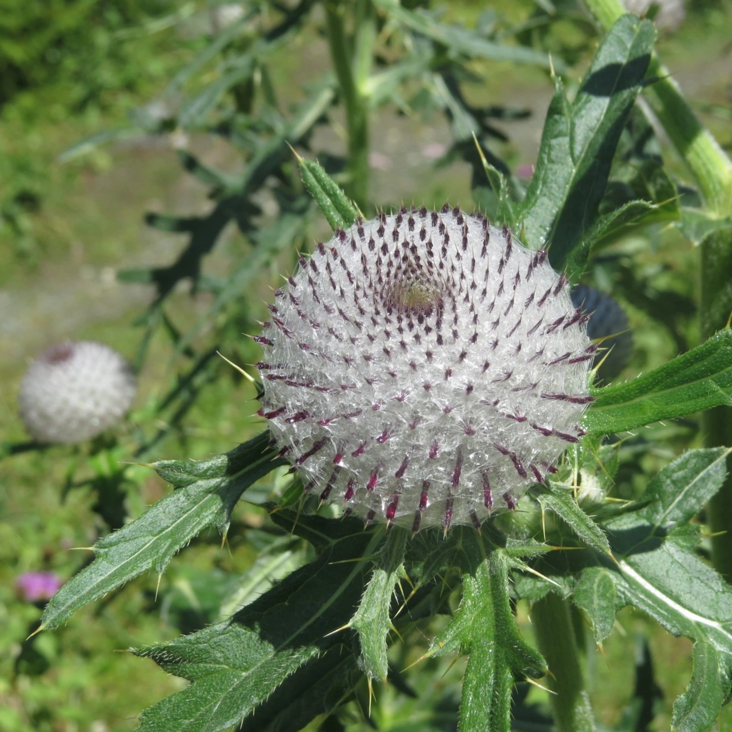 FuturePlanter Wollkopf-Kratzdistel (Cirsium Eriophorum) Alle Pflanzen Im Shop 8 FuturePlanter Wollkopf-Kratzdistel (Cirsium Eriophorum) Alle Pflanzen Im Shop