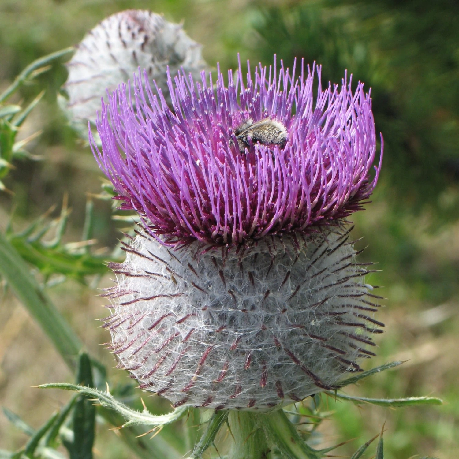 FuturePlanter Wollkopf-Kratzdistel (Cirsium Eriophorum) Alle Pflanzen Im Shop 4 FuturePlanter Wollkopf-Kratzdistel (Cirsium Eriophorum) Alle Pflanzen Im Shop