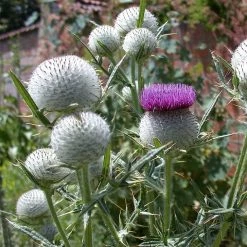 FuturePlanter Wollkopf-Kratzdistel (Cirsium Eriophorum) Alle Pflanzen Im Shop 14 FuturePlanter Wollkopf-Kratzdistel (Cirsium Eriophorum) Alle Pflanzen Im Shop