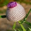 FuturePlanter Wollkopf-Kratzdistel (Cirsium Eriophorum) Alle Pflanzen Im Shop