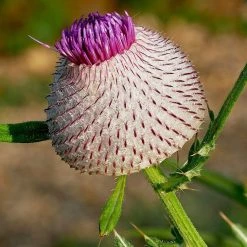 FuturePlanter Wollkopf-Kratzdistel (Cirsium Eriophorum) Alle Pflanzen Im Shop