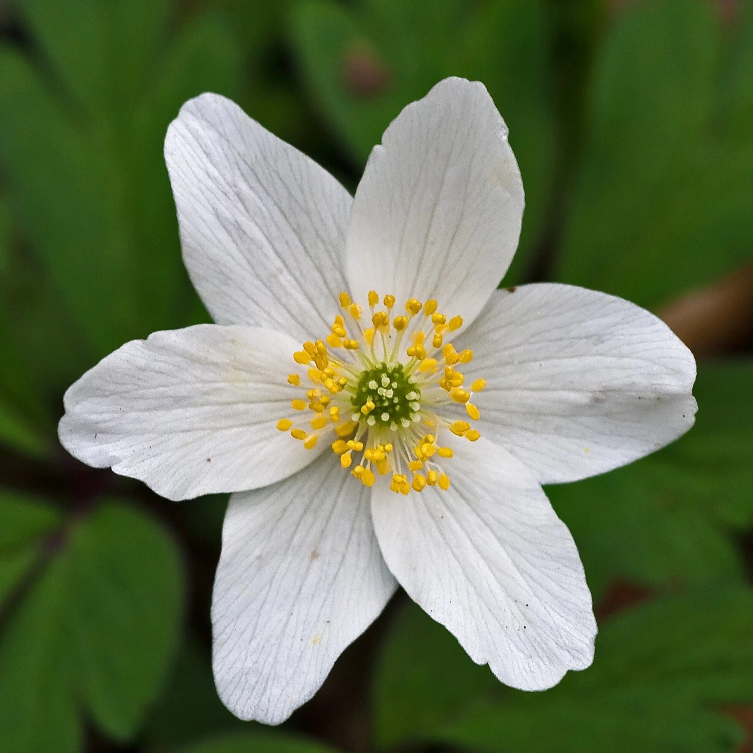 FuturePlanter Buschwindröschen (Anemone Nemorosa) 2 FuturePlanter Buschwindröschen (Anemone Nemorosa)
