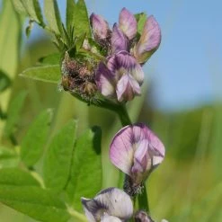 FuturePlanter Zaun-Wicke (Vicia Sepium) 14 FuturePlanter Zaun-Wicke (Vicia Sepium)
