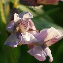 FuturePlanter Zaun-Wicke (Vicia Sepium) 15 FuturePlanter Zaun-Wicke (Vicia Sepium)