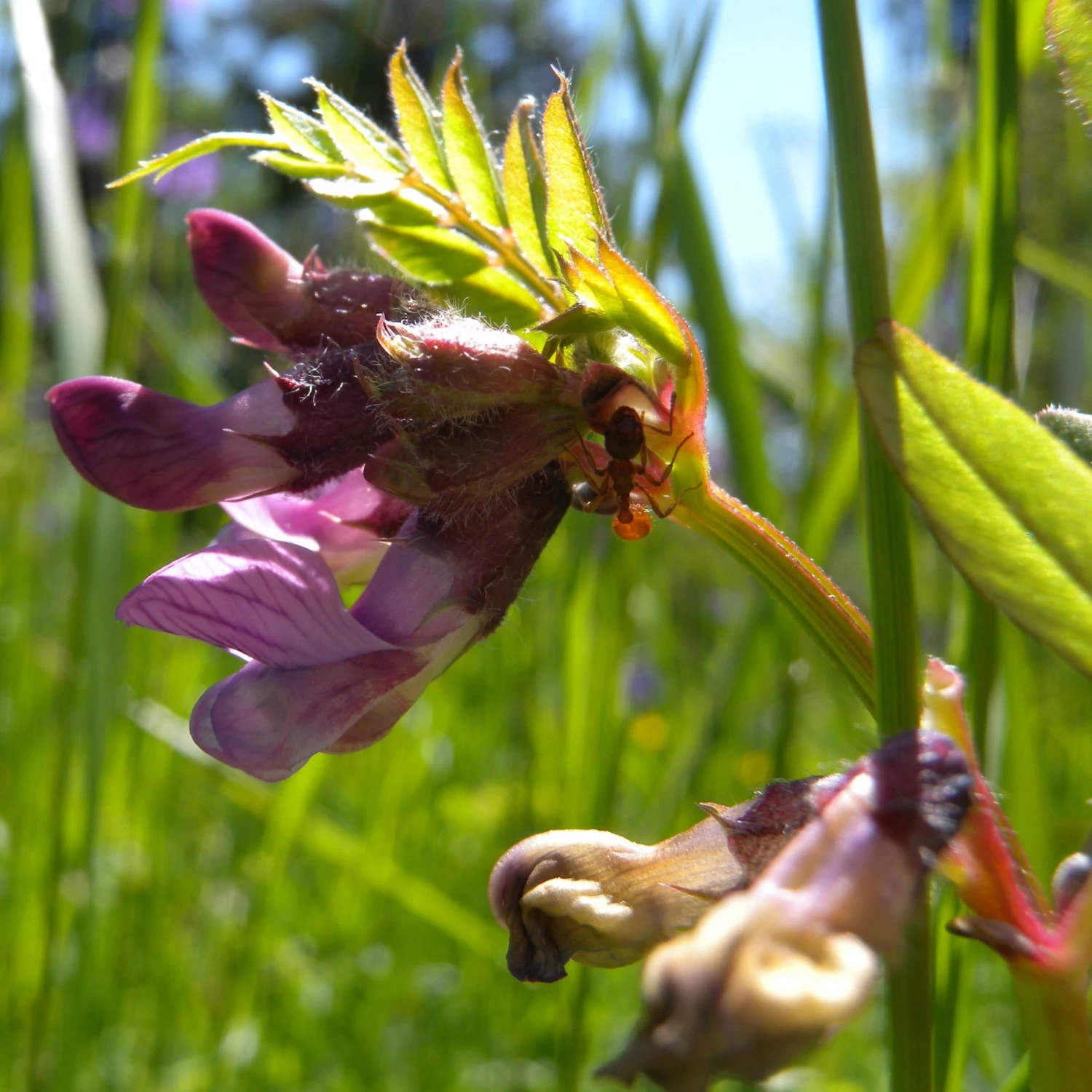FuturePlanter Zaun-Wicke (Vicia Sepium) 3 FuturePlanter Zaun-Wicke (Vicia Sepium)