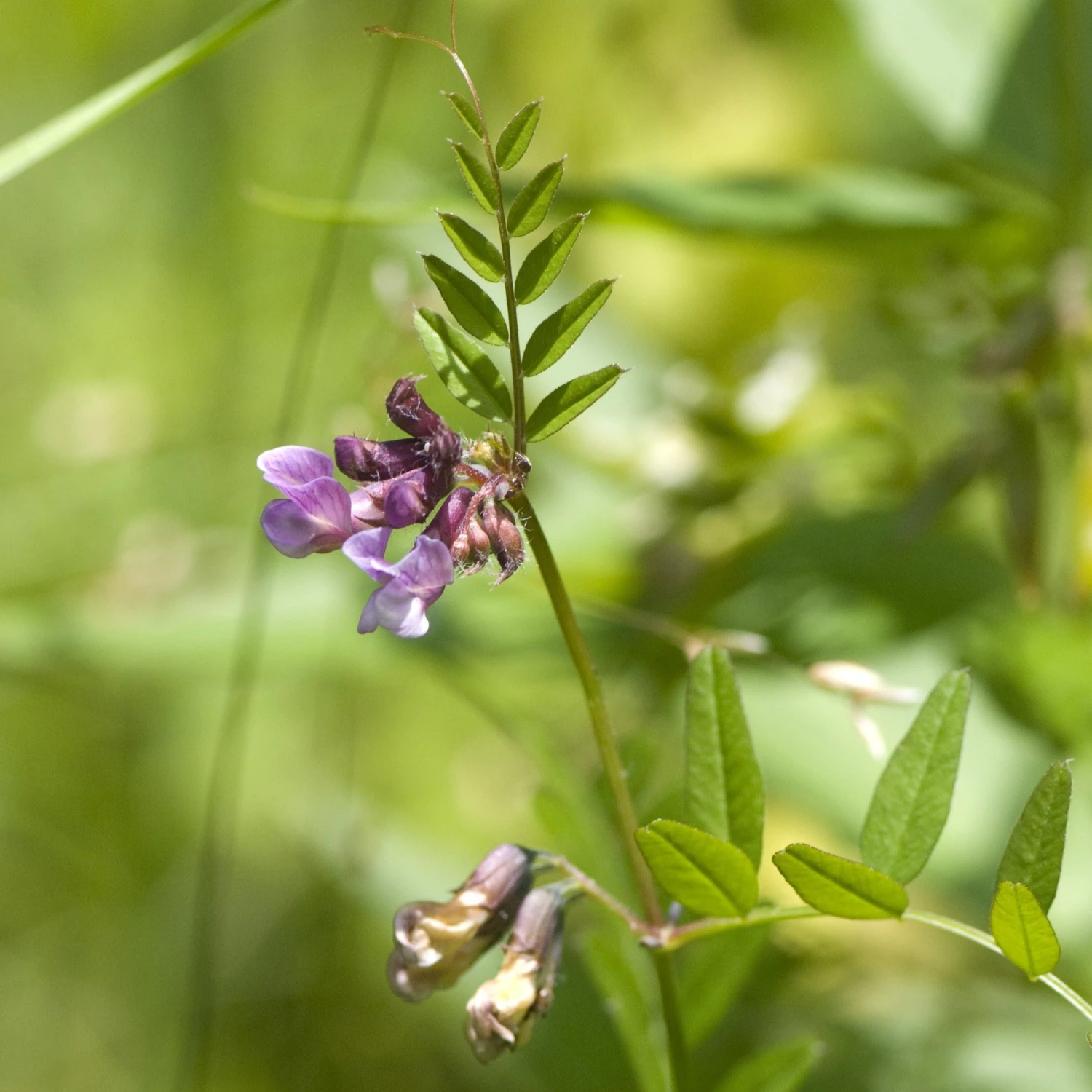 FuturePlanter Zaun-Wicke (Vicia Sepium) 2 FuturePlanter Zaun-Wicke (Vicia Sepium)