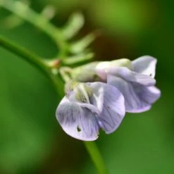 FuturePlanter Zaun-Wicke (Vicia Sepium) 11 FuturePlanter Zaun-Wicke (Vicia Sepium)