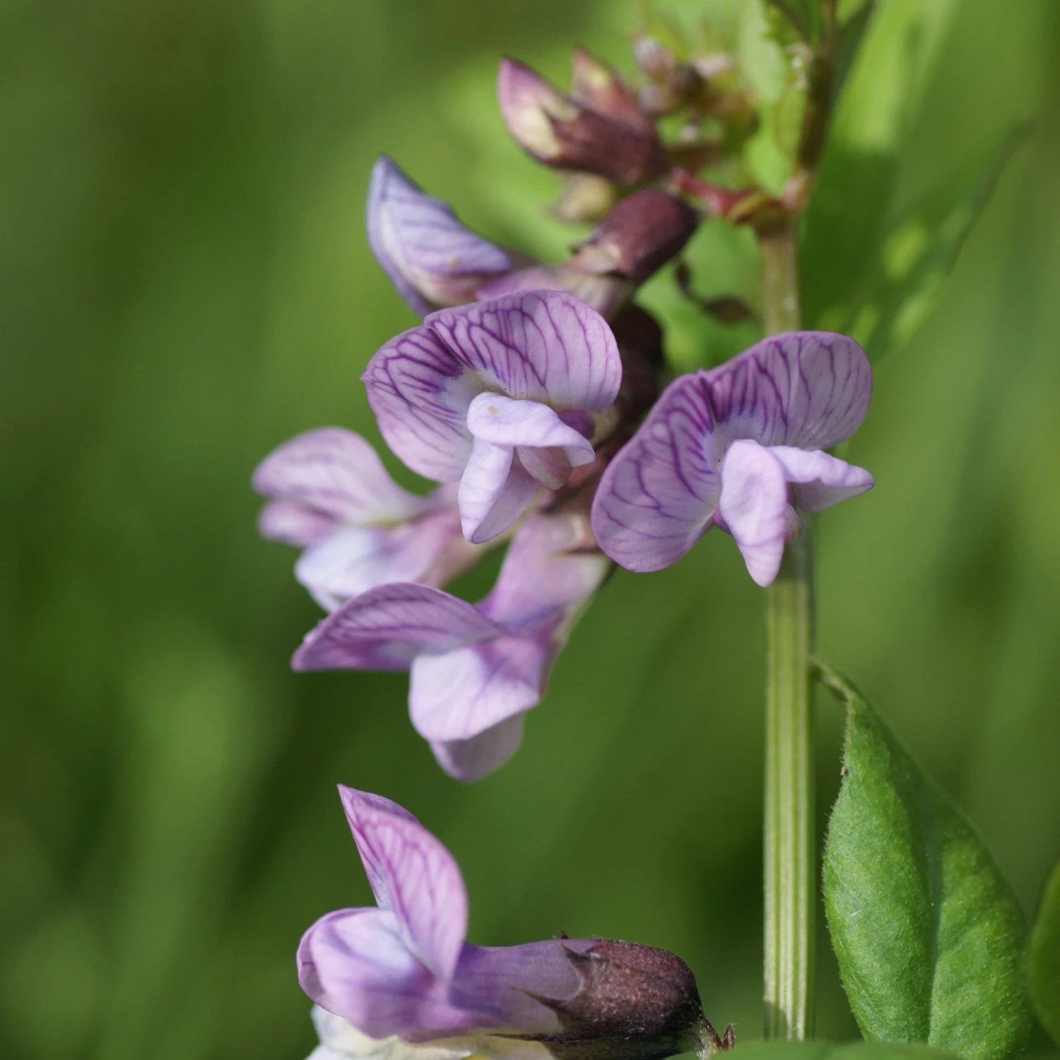 FuturePlanter Zaun-Wicke (Vicia Sepium) 6 FuturePlanter Zaun-Wicke (Vicia Sepium)
