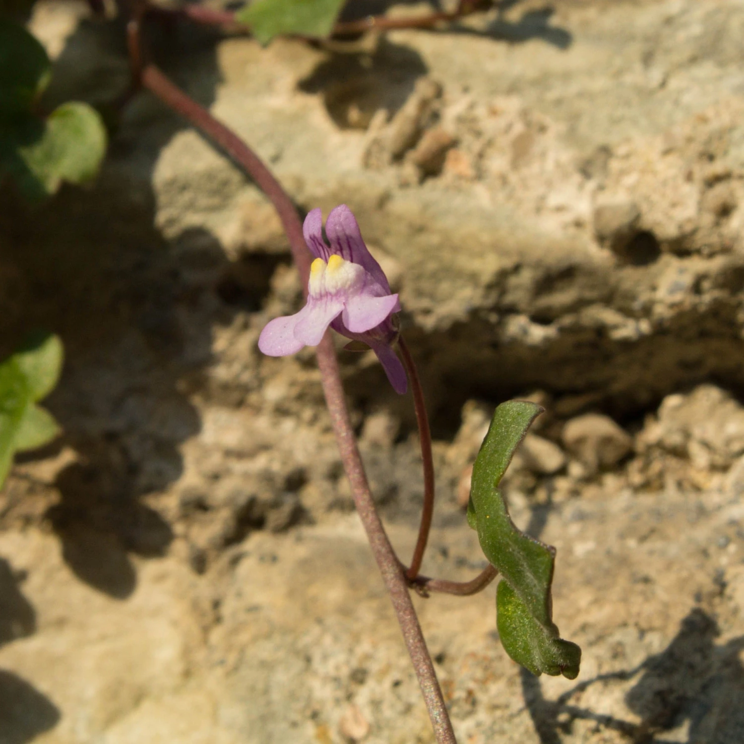 FuturePlanter Zimbelkraut (Cymbalaria Muralis) Alle Pflanzen Im Shop 7 FuturePlanter Zimbelkraut (Cymbalaria Muralis) Alle Pflanzen Im Shop