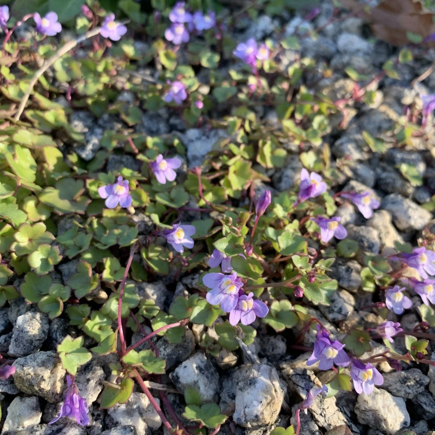 FuturePlanter Zimbelkraut (Cymbalaria Muralis) Alle Pflanzen Im Shop 2 FuturePlanter Zimbelkraut (Cymbalaria Muralis) Alle Pflanzen Im Shop