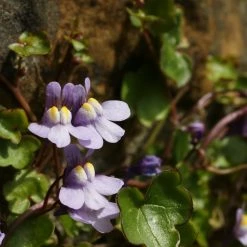 FuturePlanter Zimbelkraut (Cymbalaria Muralis) Alle Pflanzen Im Shop 10 FuturePlanter Zimbelkraut (Cymbalaria Muralis) Alle Pflanzen Im Shop
