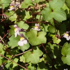 FuturePlanter Zimbelkraut (Cymbalaria Muralis) Alle Pflanzen Im Shop 12 FuturePlanter Zimbelkraut (Cymbalaria Muralis) Alle Pflanzen Im Shop