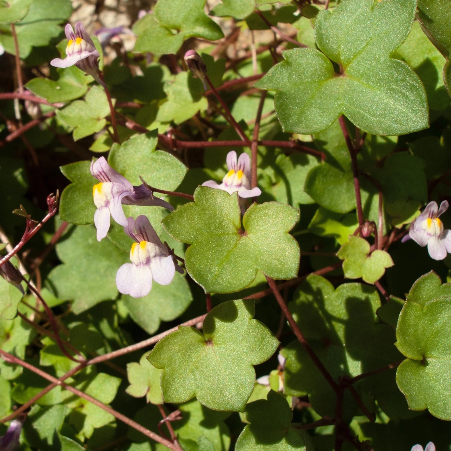FuturePlanter Zimbelkraut (Cymbalaria Muralis) Alle Pflanzen Im Shop 5 FuturePlanter Zimbelkraut (Cymbalaria Muralis) Alle Pflanzen Im Shop
