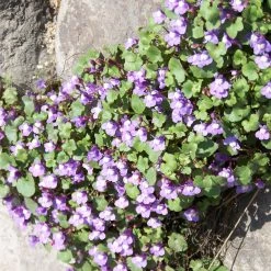 FuturePlanter Zimbelkraut (Cymbalaria Muralis) Alle Pflanzen Im Shop