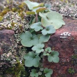 FuturePlanter Zimbelkraut (Cymbalaria Muralis) Alle Pflanzen Im Shop 15 FuturePlanter Zimbelkraut (Cymbalaria Muralis) Alle Pflanzen Im Shop