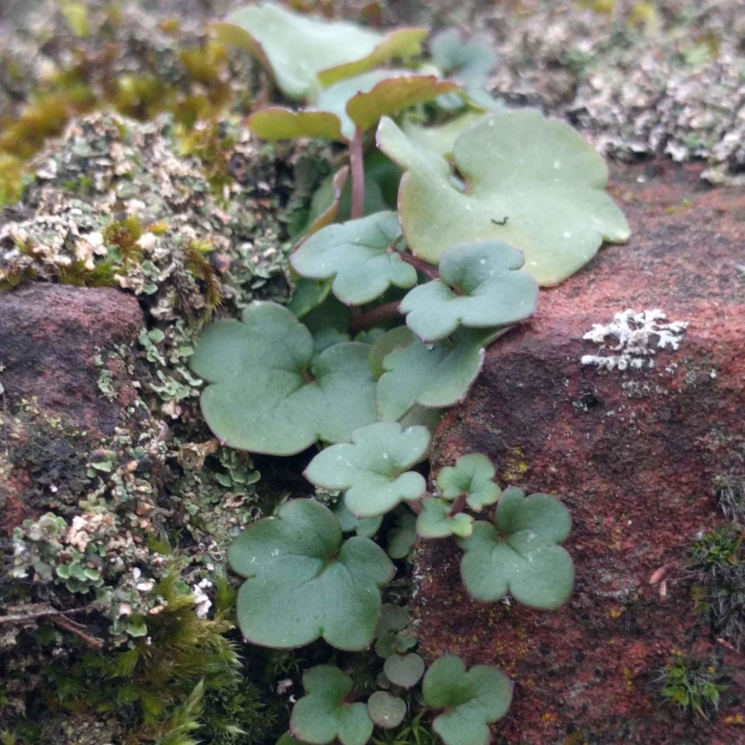 FuturePlanter Zimbelkraut (Cymbalaria Muralis) Alle Pflanzen Im Shop 8 FuturePlanter Zimbelkraut (Cymbalaria Muralis) Alle Pflanzen Im Shop