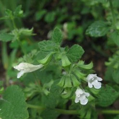 FuturePlanter Zitronen-Melisse (Melissa Officinalis) Alle Pflanzen Im Shop 11 FuturePlanter Zitronen-Melisse (Melissa Officinalis) Alle Pflanzen Im Shop