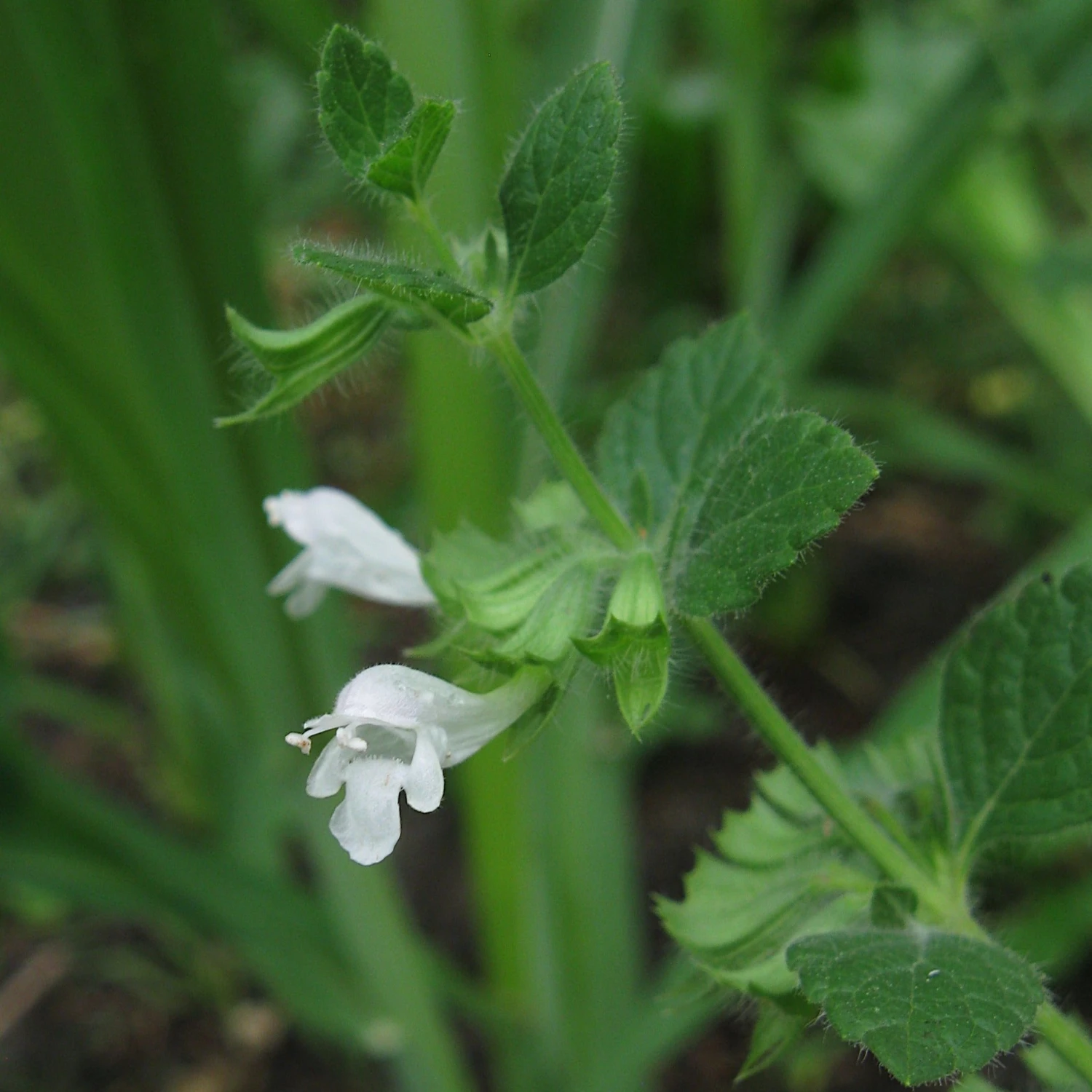 FuturePlanter Zitronen-Melisse (Melissa Officinalis) Alle Pflanzen Im Shop 5 FuturePlanter Zitronen-Melisse (Melissa Officinalis) Alle Pflanzen Im Shop