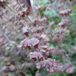 FuturePlanter Zitronen-Melisse (Melissa Officinalis) Alle Pflanzen Im Shop 15 FuturePlanter Zitronen-Melisse (Melissa Officinalis) Alle Pflanzen Im Shop