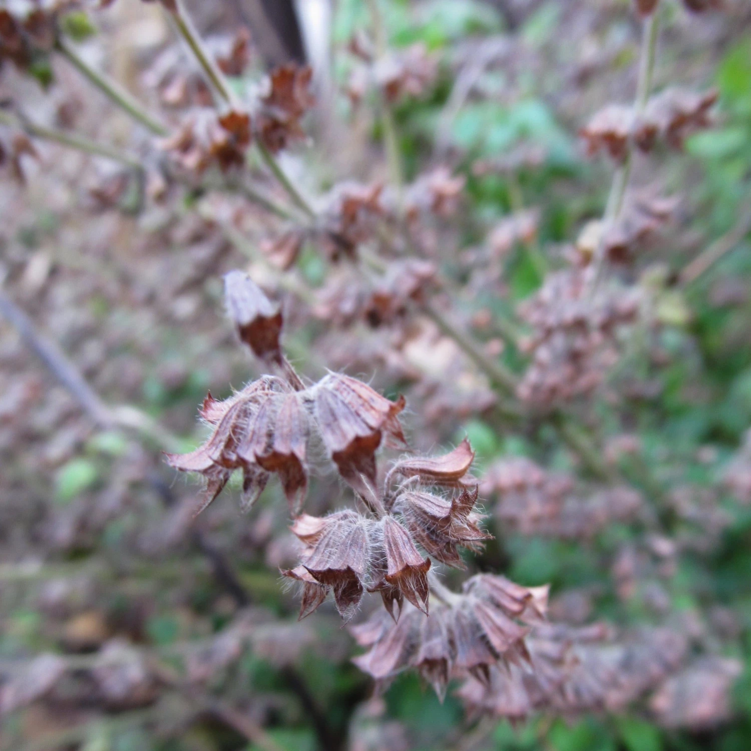 FuturePlanter Zitronen-Melisse (Melissa Officinalis) Alle Pflanzen Im Shop 8 FuturePlanter Zitronen-Melisse (Melissa Officinalis) Alle Pflanzen Im Shop