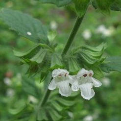 FuturePlanter Zitronen-Melisse (Melissa Officinalis) Alle Pflanzen Im Shop 10 FuturePlanter Zitronen-Melisse (Melissa Officinalis) Alle Pflanzen Im Shop