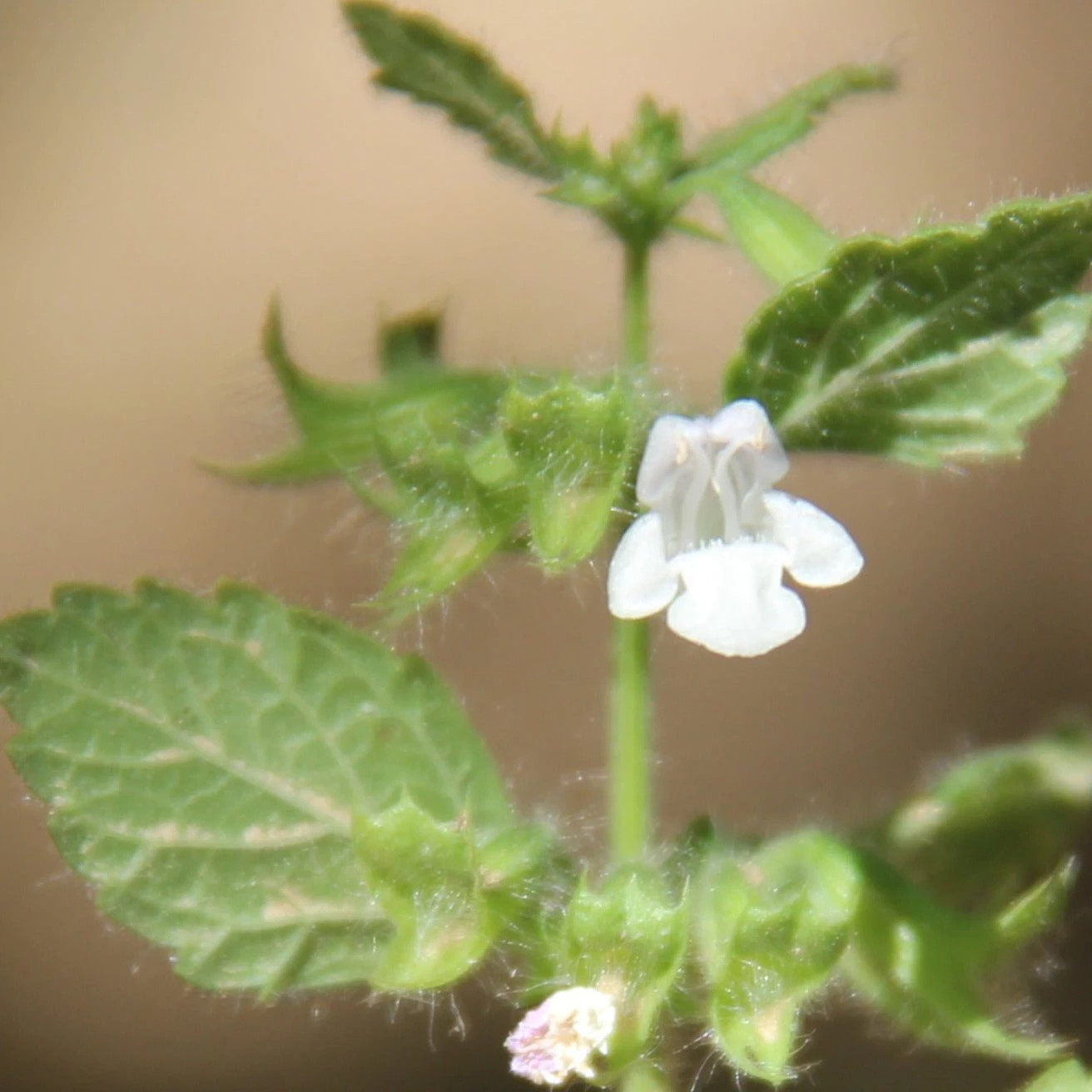 FuturePlanter Zitronen-Melisse (Melissa Officinalis) Alle Pflanzen Im Shop 7 FuturePlanter Zitronen-Melisse (Melissa Officinalis) Alle Pflanzen Im Shop