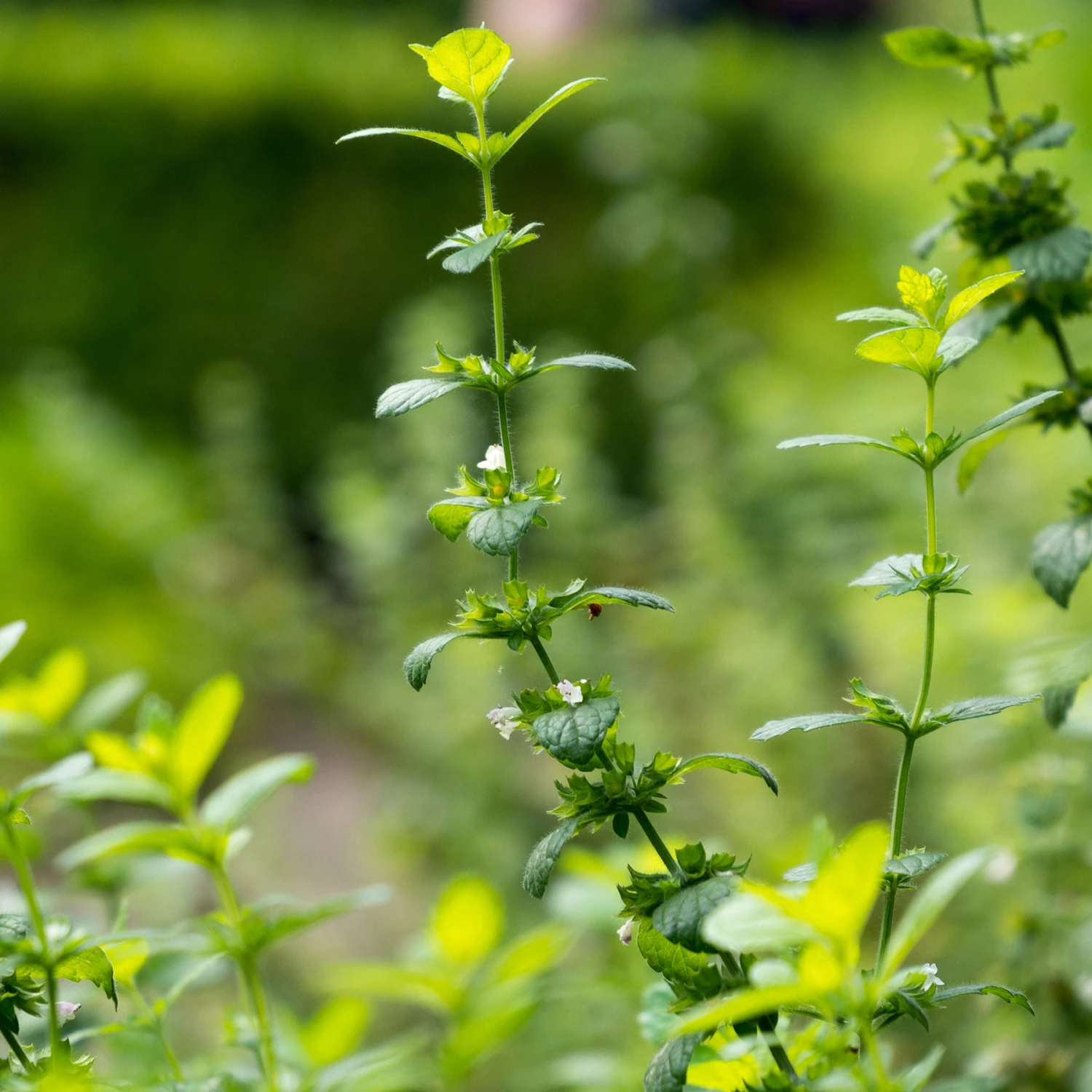 FuturePlanter Zitronen-Melisse (Melissa Officinalis) Alle Pflanzen Im Shop 1 FuturePlanter Zitronen-Melisse (Melissa Officinalis) Alle Pflanzen Im Shop